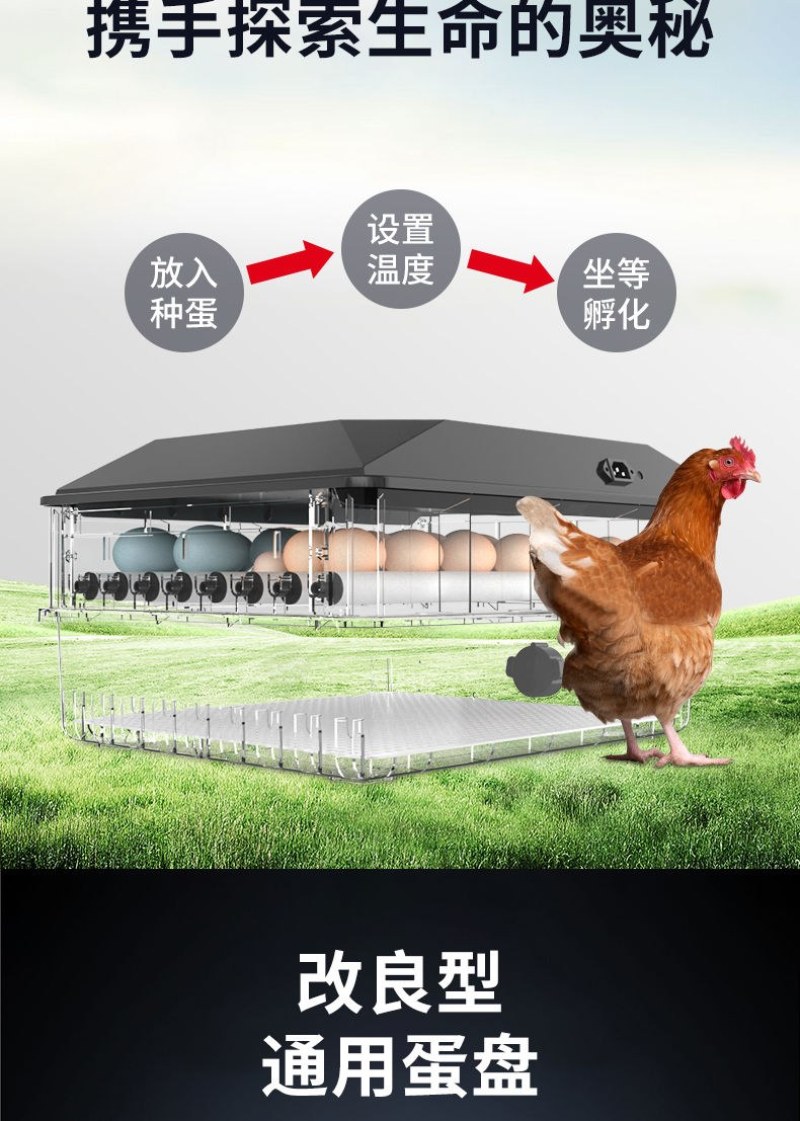（包邮）高孵化率小型家用全自动水床孵化器迷你孵化机小鸡孵