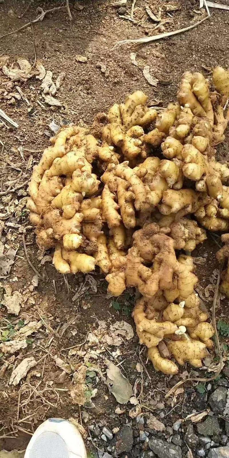 【推荐】小黄姜全国发货坏烂包赔【辣味足版型好】产地批发