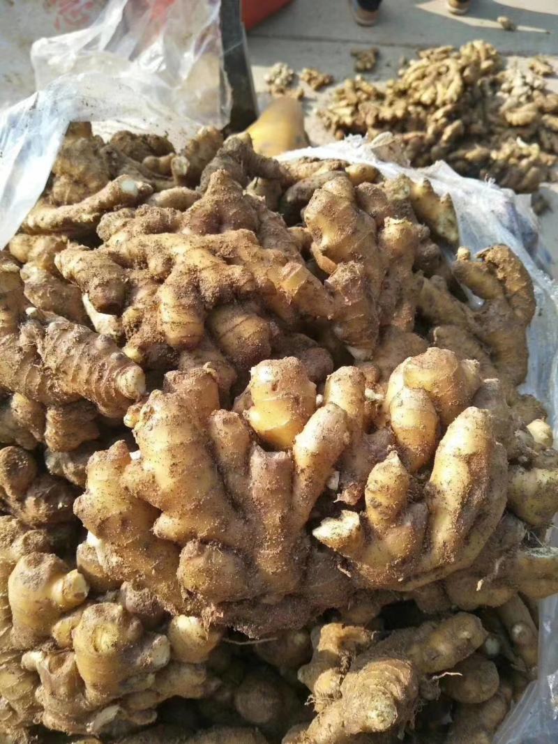 【推荐】小黄姜全国发货坏烂包赔【辣味足版型好】产地批发