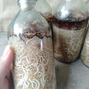 优质蜜环菌原种（A9）