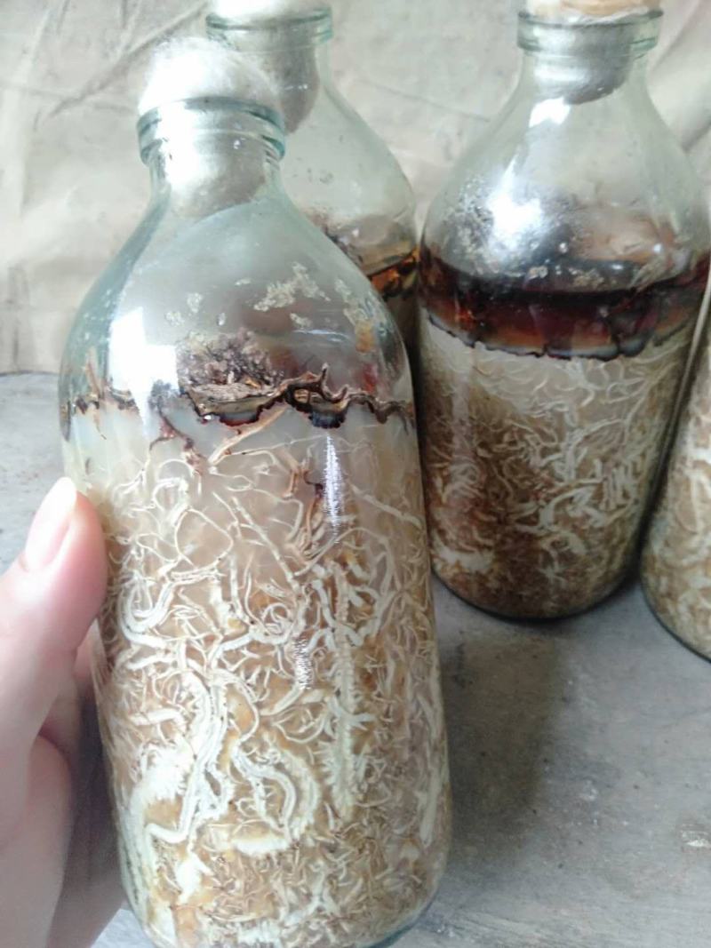 优质蜜环菌原种（A9）