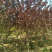 红叶碧桃8~10cm，高3米左右，冠幅2-2.5米