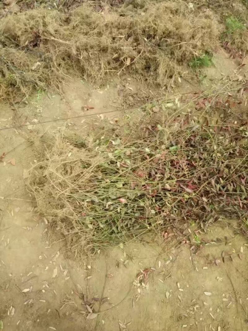 扶芳藤1cm以下，小叶扶芳藤，爬行卫矛