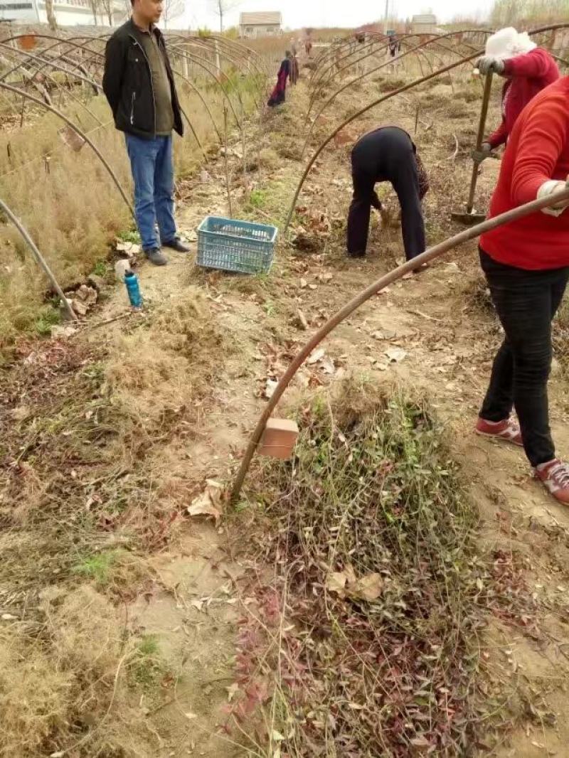扶芳藤1cm以下，小叶扶芳藤，爬行卫矛
