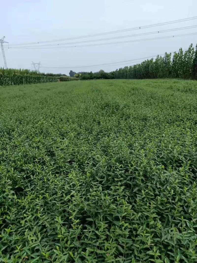 扶芳藤1cm以下，小叶扶芳藤，爬行卫矛