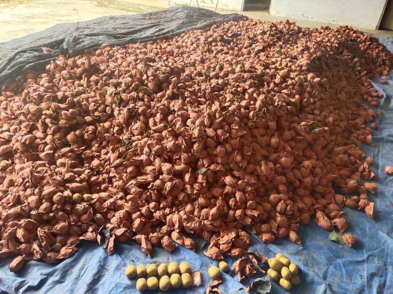 新鲜手选果蒲江黄心猕猴桃金艳商品果高次果各种规格