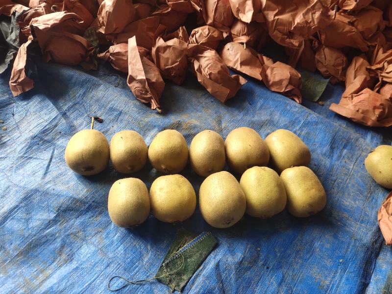 新鲜手选果蒲江黄心猕猴桃金艳商品果高次果各种规格