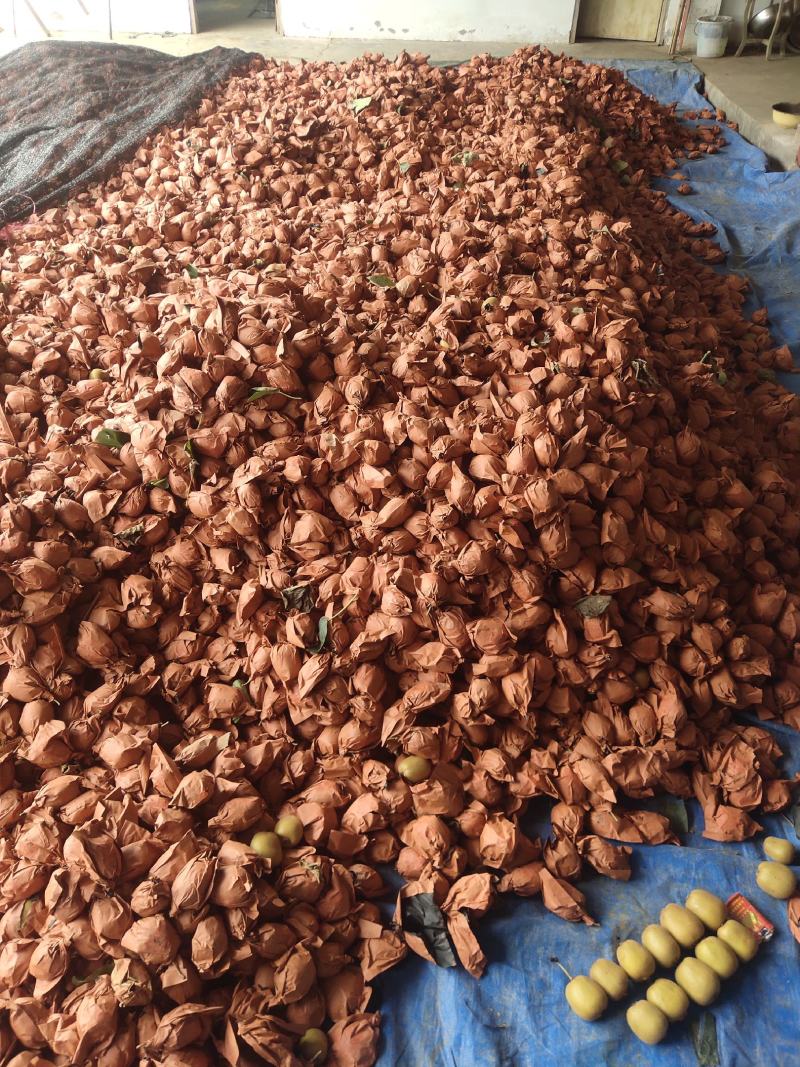 新鲜手选果蒲江黄心猕猴桃金艳商品果高次果各种规格