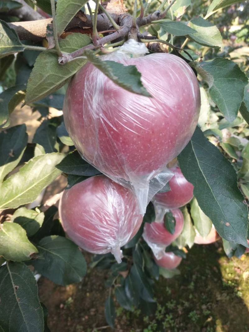 【推荐】红星苹果口感脆色泽鲜艳【中秋佳节必备礼品】