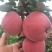 【推荐】红星苹果口感脆色泽鲜艳【中秋佳节必备礼品】