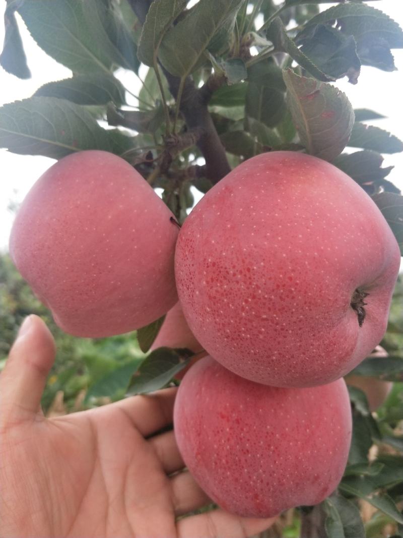 【推荐】红星苹果口感脆色泽鲜艳【中秋佳节必备礼品】