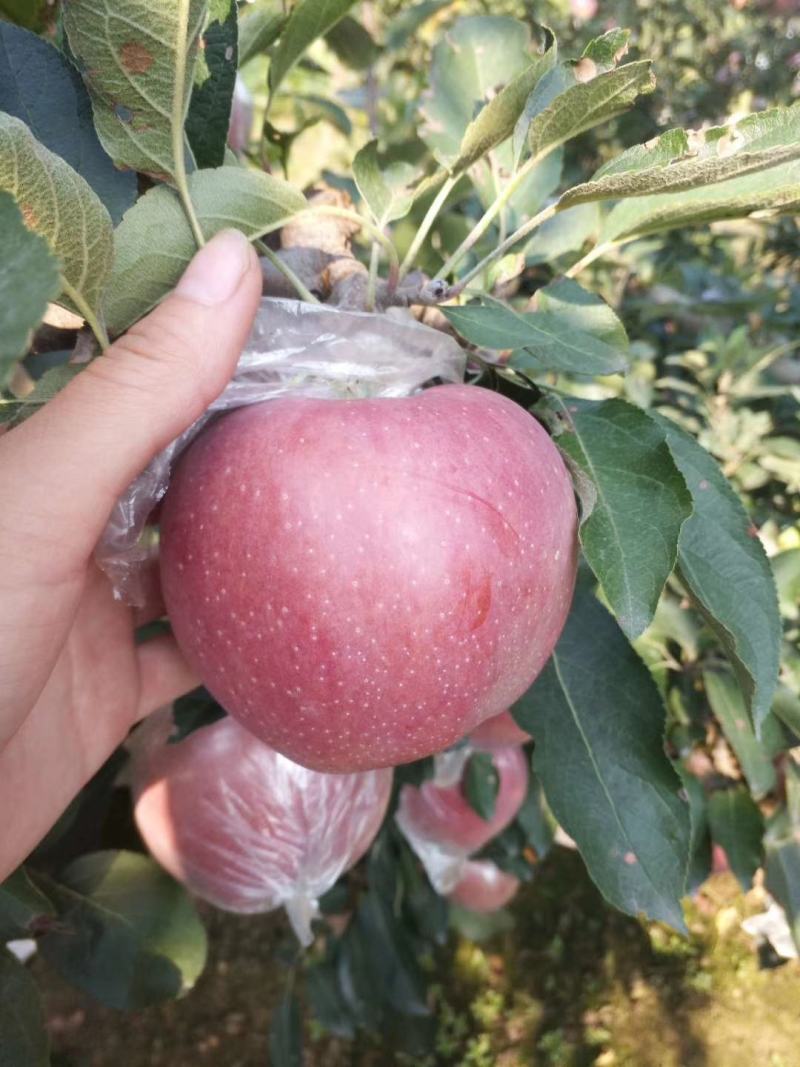 【推荐】红星苹果口感脆色泽鲜艳【中秋佳节必备礼品】