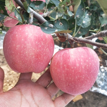 【推荐】红星苹果口感脆色泽鲜艳【中秋佳节必备礼品】