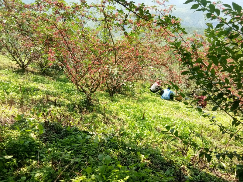汉源花椒，贡椒。有1千多年上贡历史，味纯正，麻香味充足