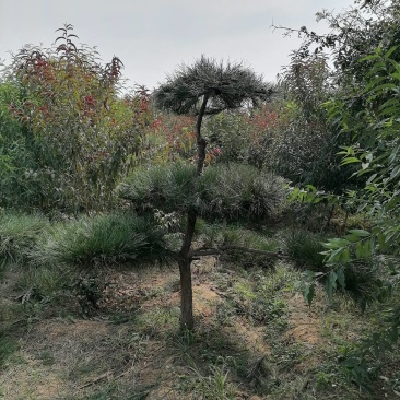 金秋自家基地造型松大量上市