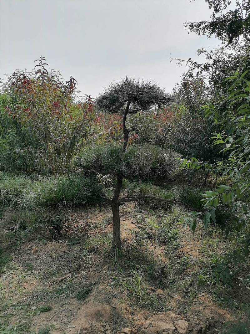 金秋自家基地造型松大量上市