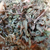 野生旱莲草中药材，旱连草正品墨旱莲，墨水草，乌心草