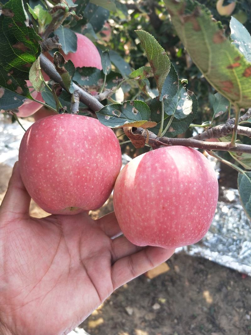 【推荐】中秋王苹果口感脆甜色泽鲜艳产地一手货源价格便宜