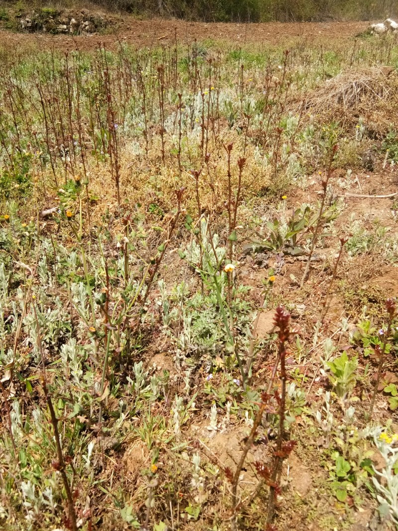 花椒苗，根系发达长势良好，成活高。有上千年载培历史