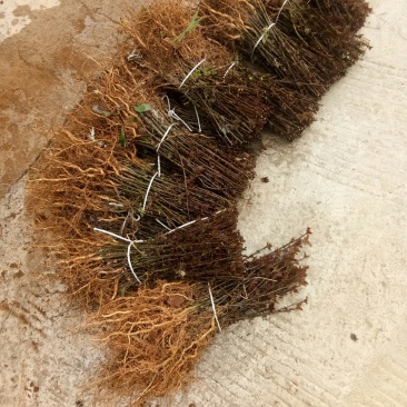 花椒苗，根系发达长势良好，成活高。有上千年载培历史