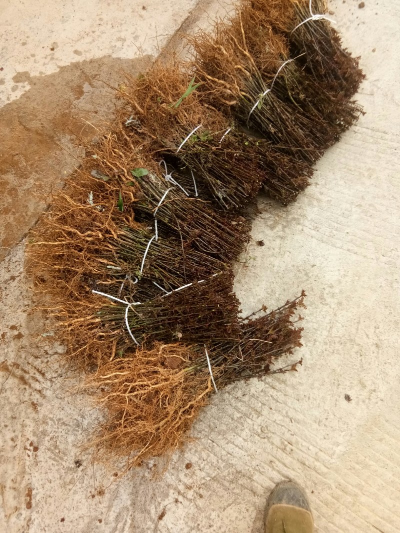 花椒苗，根系发达长势良好，成活高。有上千年载培历史