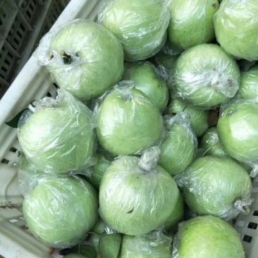 【热卖中】金帅苹果酸甜可口生津解渴价格便宜产地直销热卖中
