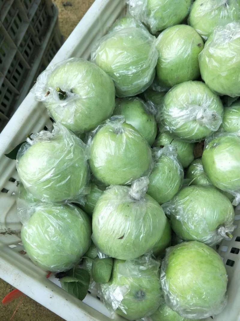 【热卖中】金帅苹果酸甜可口生津解渴价格便宜产地直销热卖中