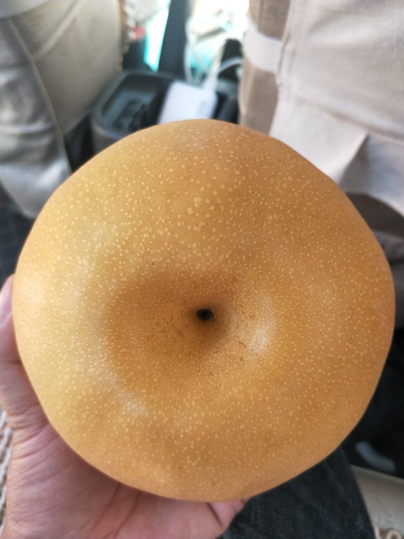 【热卖中】丰水梨糖分足脆甜多汁皮薄个头大价格便宜