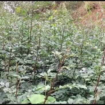 出售产量高，耐水涝，挂果早，根系发正的无刺花椒苗