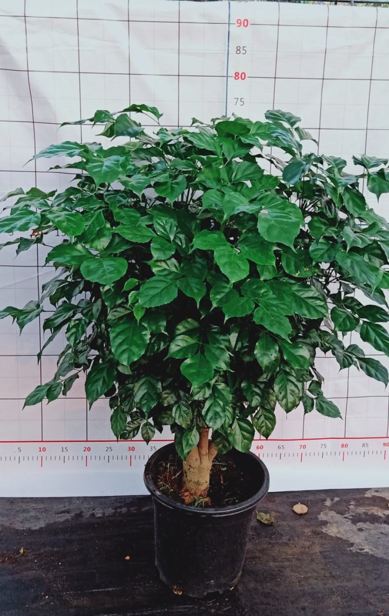 幸福树桩，基地直发。多种规格供应，量大价优。