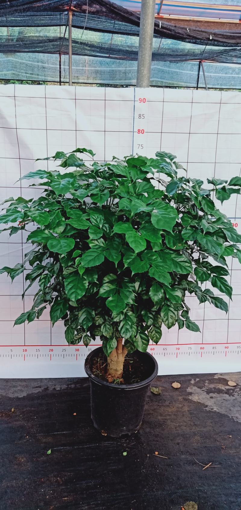 幸福树桩，基地直发。多种规格供应，量大价优。