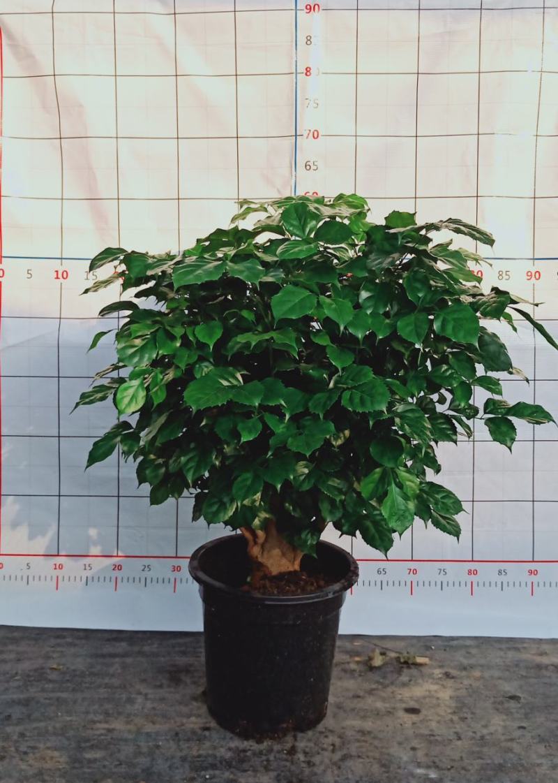 幸福树桩，基地直发。多种规格供应，量大价优。