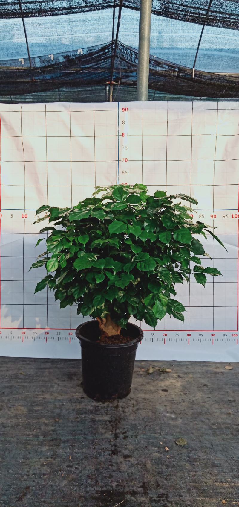 幸福树桩，基地直发。多种规格供应，量大价优。