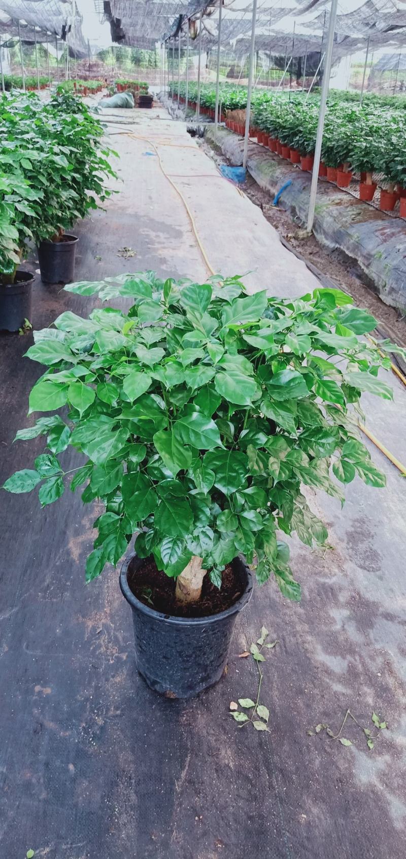 幸福树桩，基地直发。多种规格供应，量大价优。
