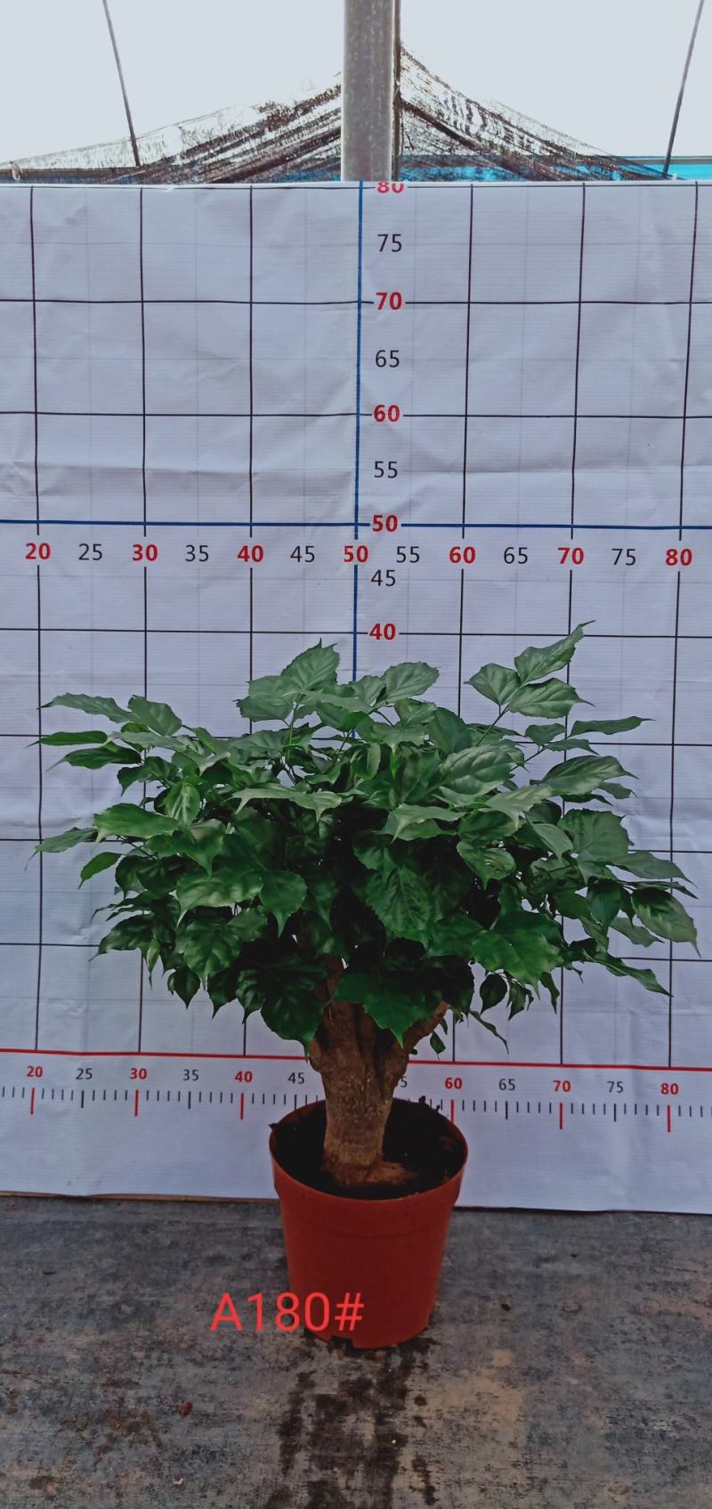 幸福树桩，基地直发。多种规格供应，量大价优。