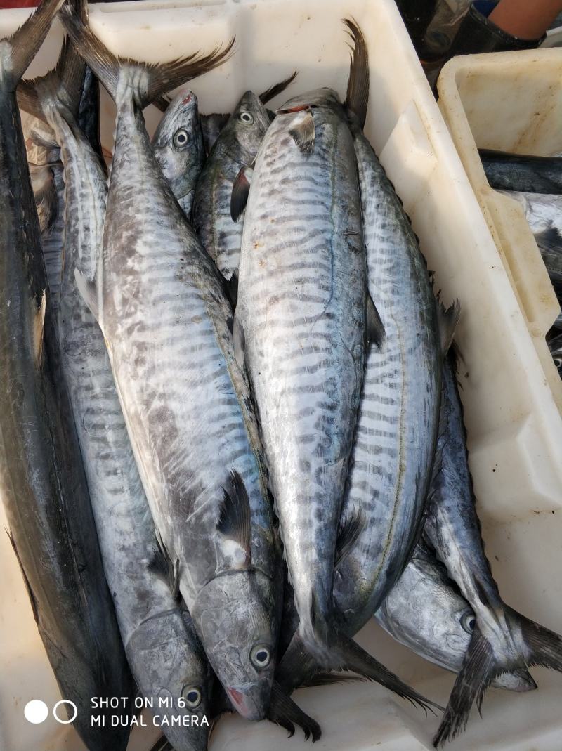 北部湾本港马鲛，船冻冰鲜皆有货，大中小规格，任君选择
