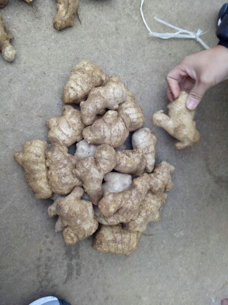 【热卖】生姜辣味十足姜块厚重【专供*电商市场商超出口】