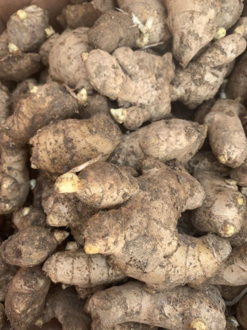 【推荐】姜母精选辣味足块头大【专供】电商市场加工厂
