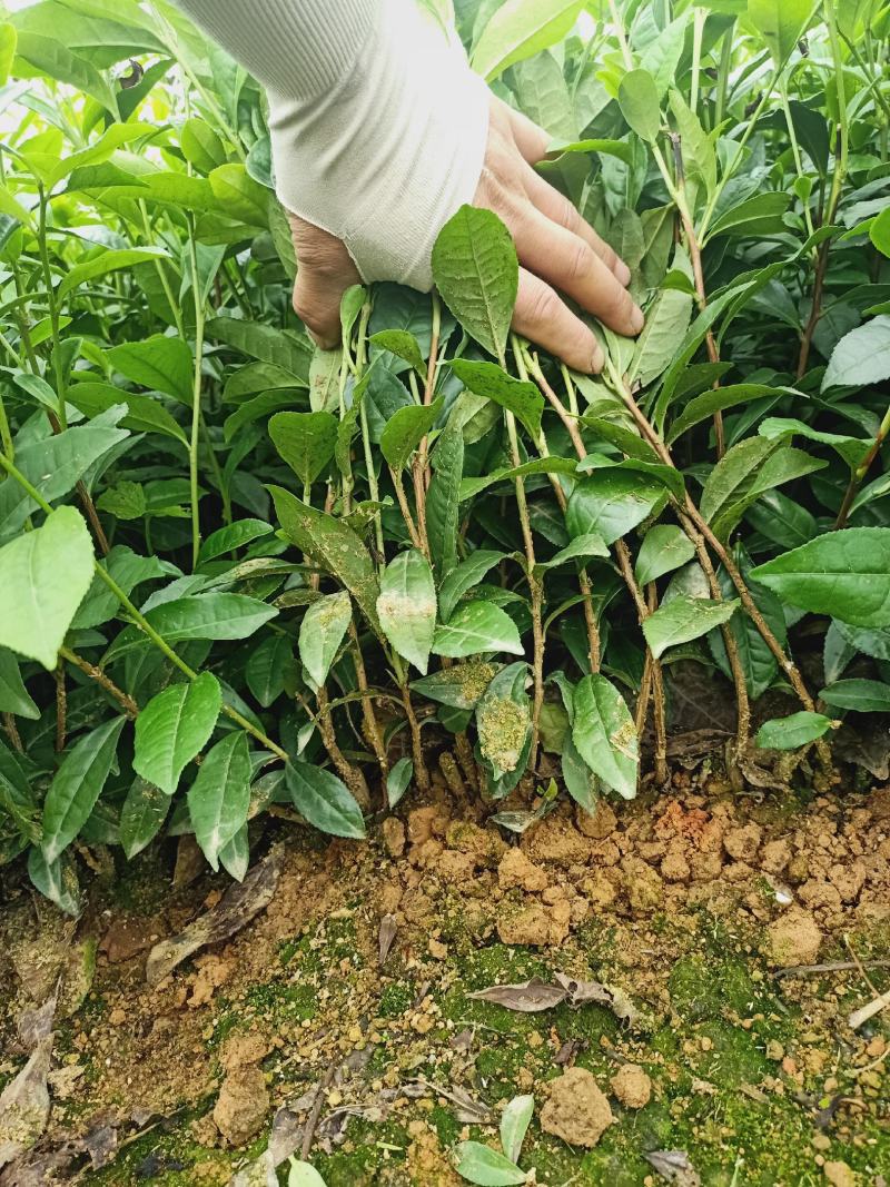 福选九号，黄金芽，安吉白茶，福鼎大白茶，名选131
