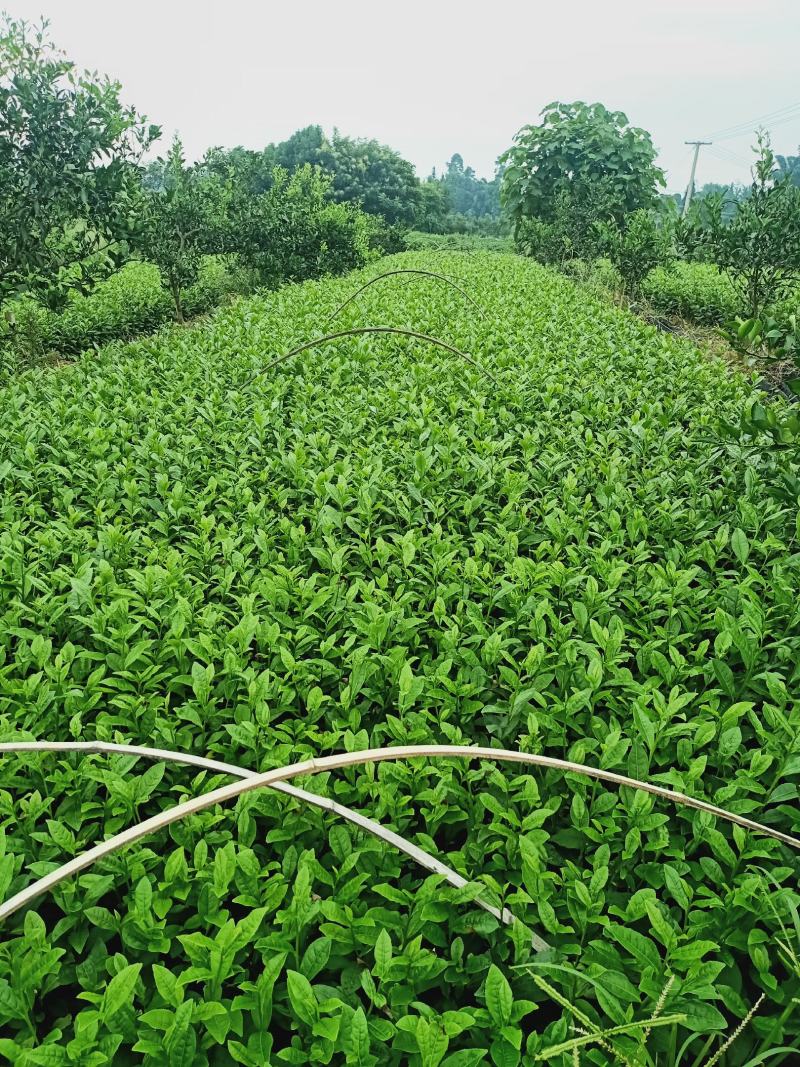 福选九号，黄金芽，安吉白茶，福鼎大白茶，名选131