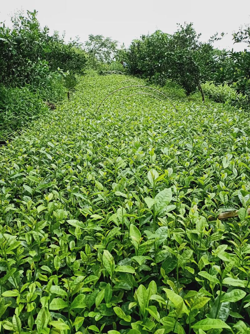 福选九号，黄金芽，安吉白茶，福鼎大白茶，名选131