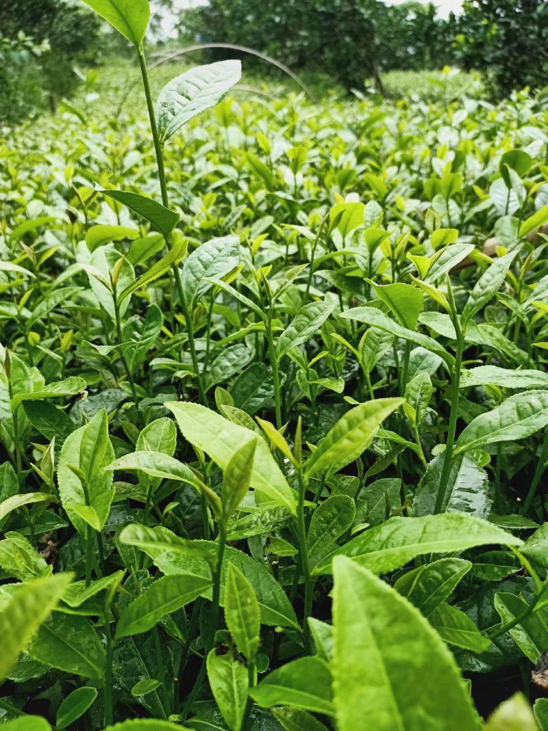 福选九号，黄金芽，安吉白茶，福鼎大白茶，名选131