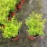 金叶满天星，双色杯金叶满天星，小杯金叶满天星