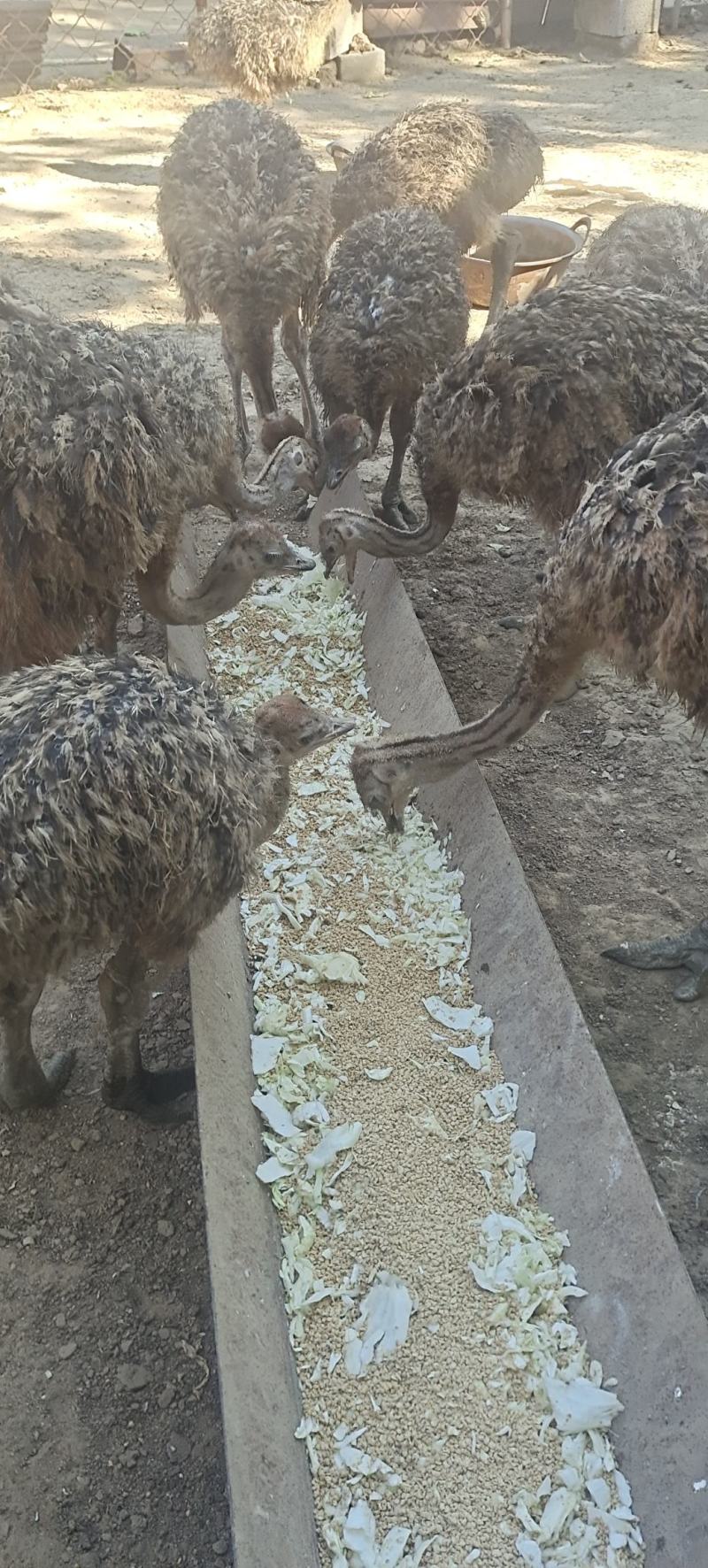 三个月非洲鸵鸟，涨势快产蛋率高，成年鸵鸟可达300斤