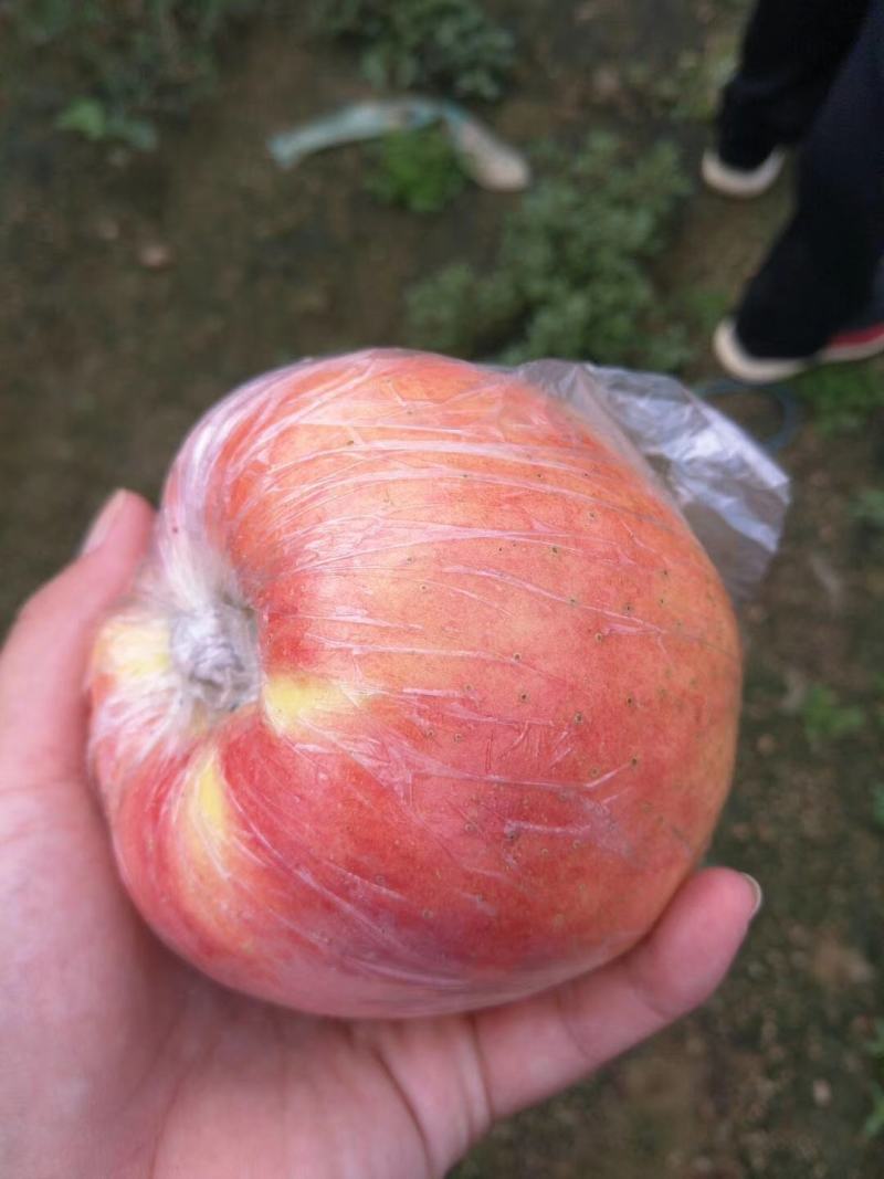 【热卖中】红露冰糖心红苹果糖分足个头大脆甜多汁保质保量