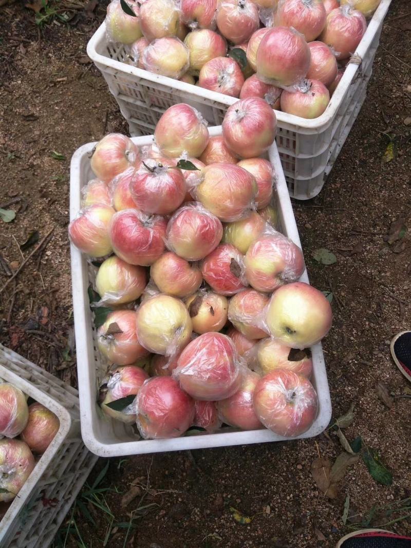 【热卖中】红露冰糖心红苹果糖分足个头大脆甜多汁保质保量