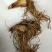 野生中药材藜芦黎芦力芦梨芦山葱憨葱七里丹