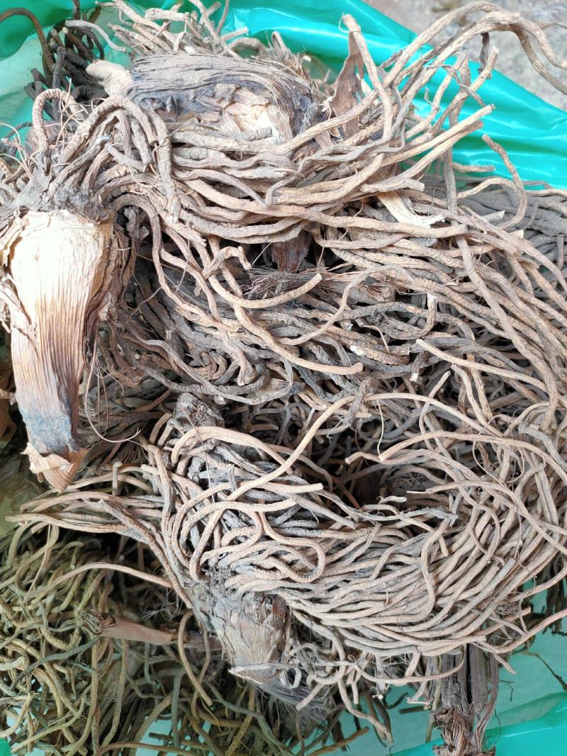 野生中药材藜芦黎芦力芦梨芦山葱憨葱七里丹