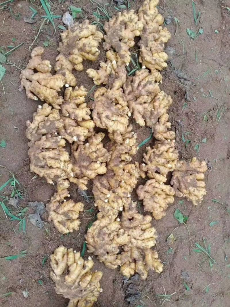 【推荐】生姜辣味十足姜块厚重【支持全国发货坏烂包赔】