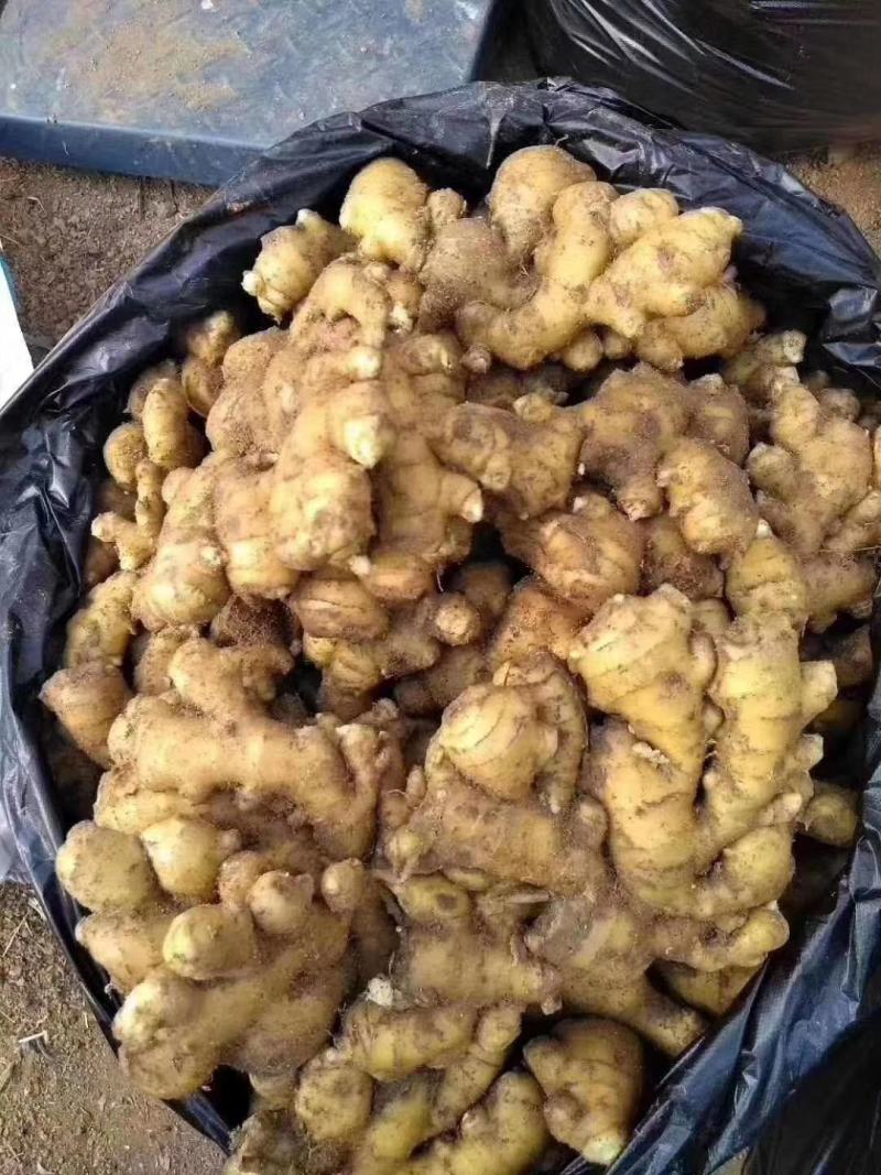 【推荐】生姜辣味十足姜块厚重【支持全国发货坏烂包赔】